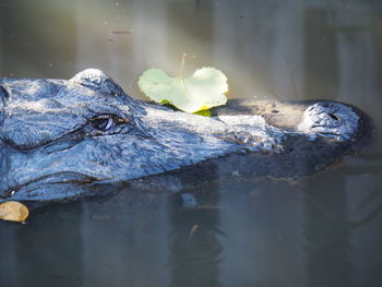 Alligator everglades