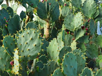 Close-up of cactus growing on plant