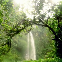 Scenic view of waterfall