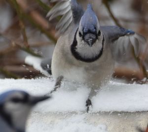 Close-up portrait of a bird