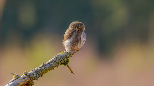 Close-up of eagle perching on branch