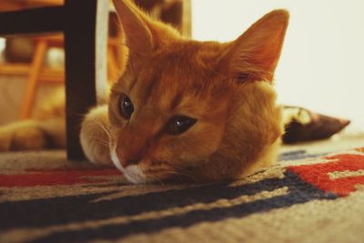 Close-up portrait of cat lying on bed at home