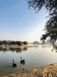 Ducks swimming in lake against sky