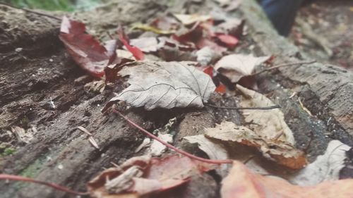 Close-up of fallen leaves on field