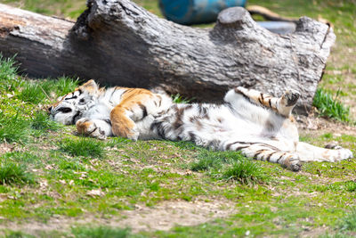 View of cat resting on field