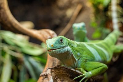 Close-up of a lizard