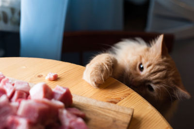 Close-up of a cat