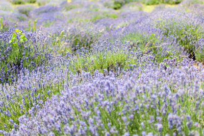 Close-up of lavender flowers growing in field
