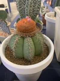 High angle view of succulent plant on table