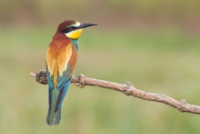 Close-up of bird perching on branch