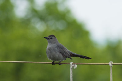 Close-up of bird perching outdoors