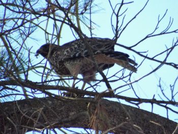 Low angle view of eagle perching on branch