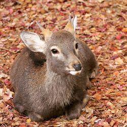 High angle view of deer on field during autumn