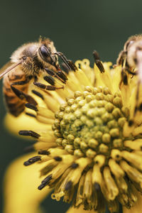Close-up of bee pollinating on flower