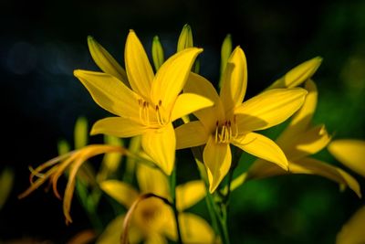 Close-up of yellow flowering plant