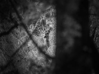 Close-up of spider on web