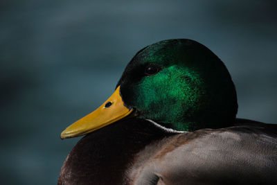 Close-up of bird