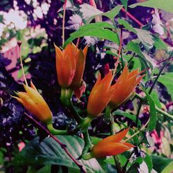 Close-up of flowers blooming outdoors