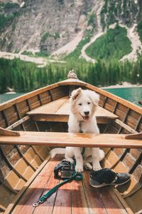 Dog on a boat. 