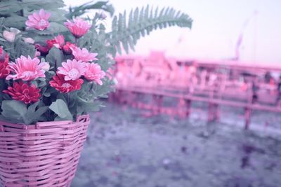 Close-up of pink flowering plants in basket