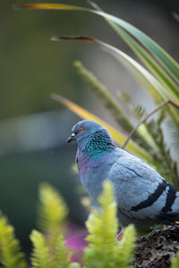 Close-up of bird perching on plant