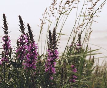 Close-up of flowers blooming in field