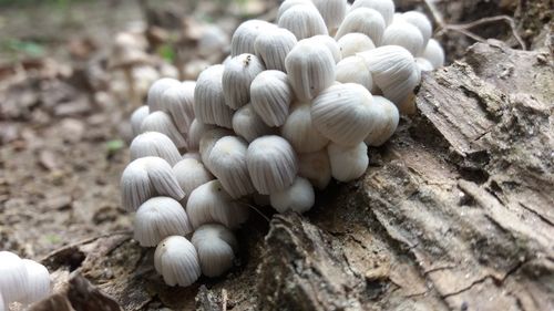 High angle view of mushrooms growing on tree