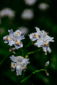 Close-up of white flowering plant