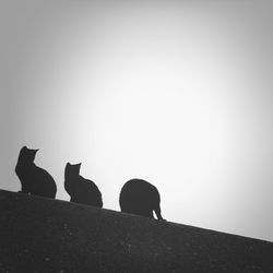 Low angle view of three silhouette cats against clear sky