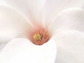 Close-up of white flower