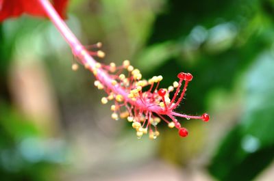 Close-up of red flower