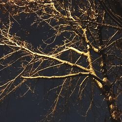 Low angle view of bare tree