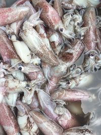 Full frame shot of squids for sale in market
