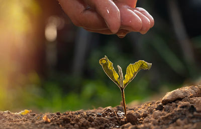 Close-up of hand holding plant