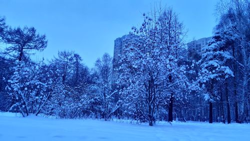 Trees on snow covered field against sky