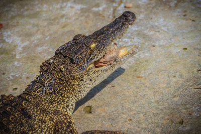 Close-up of crocodile in sea