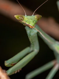 Close-up of insect on leaf