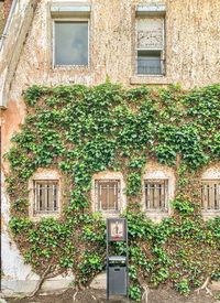 Ivy growing on building