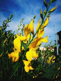 Close-up of yellow flowering plant on field