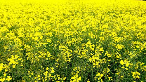 Yellow flowers growing in field