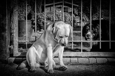 Portrait of dog sitting outdoors