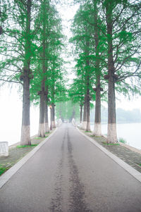 Empty road along trees