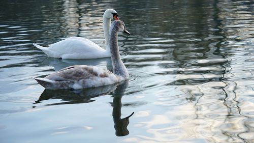 White  and grey young swans swimming in lake