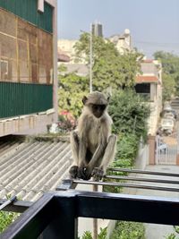 Lion sitting on city street