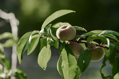 Close-up of fruits on tree