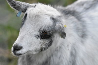 Close-up of goat