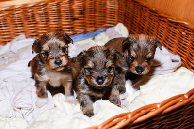 Newborn puppies in a wicker basket, portrait. three brown yorkshire terrier puppies