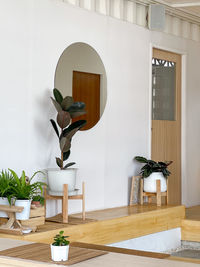 Potted plant on table at home