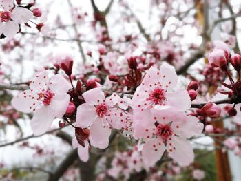 Close-up of pink cherry blossoms in spring