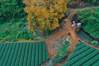 High angle view of road amidst trees